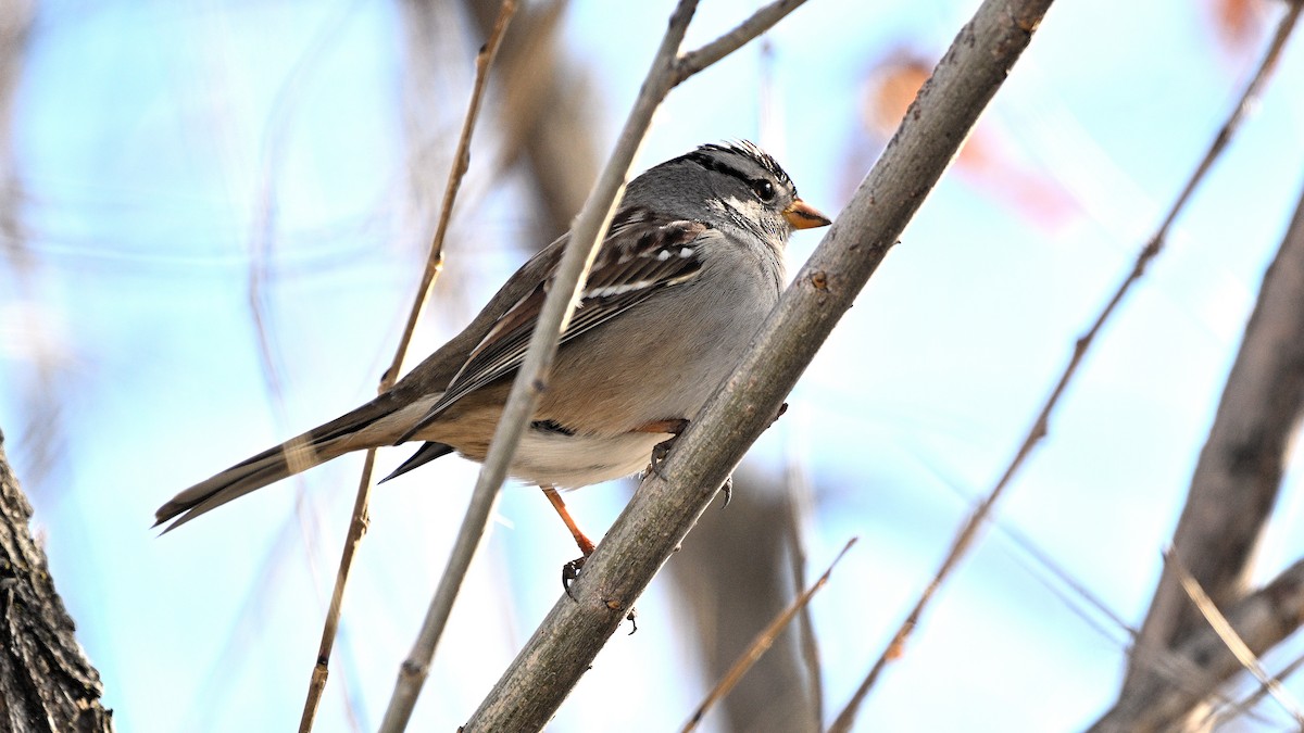 White-crowned Sparrow - ML615239453