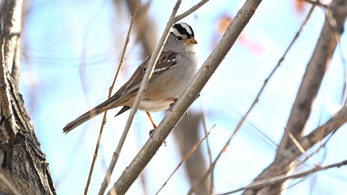 White-crowned Sparrow - ML615239454
