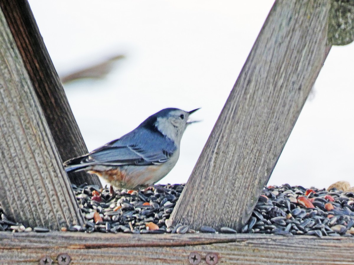 White-breasted Nuthatch - ML615239532