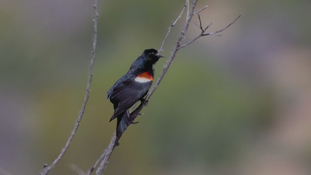 Tricolored Blackbird - ML615239561