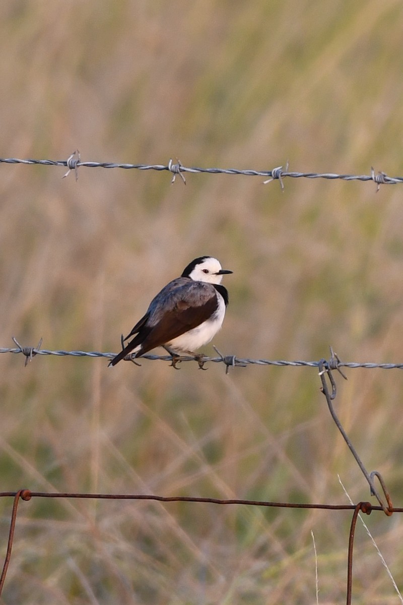 White-fronted Chat - ML615239797