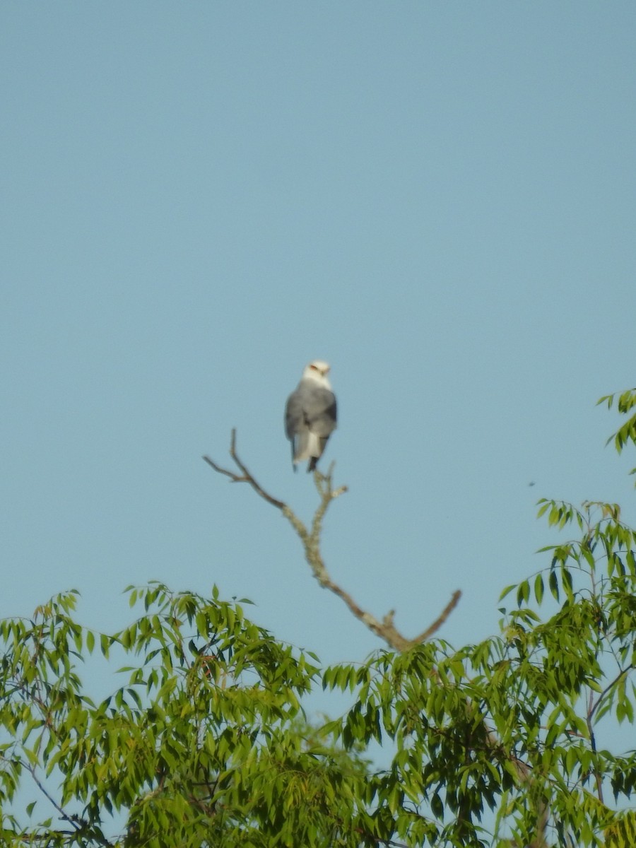 White-tailed Kite - ML615239834
