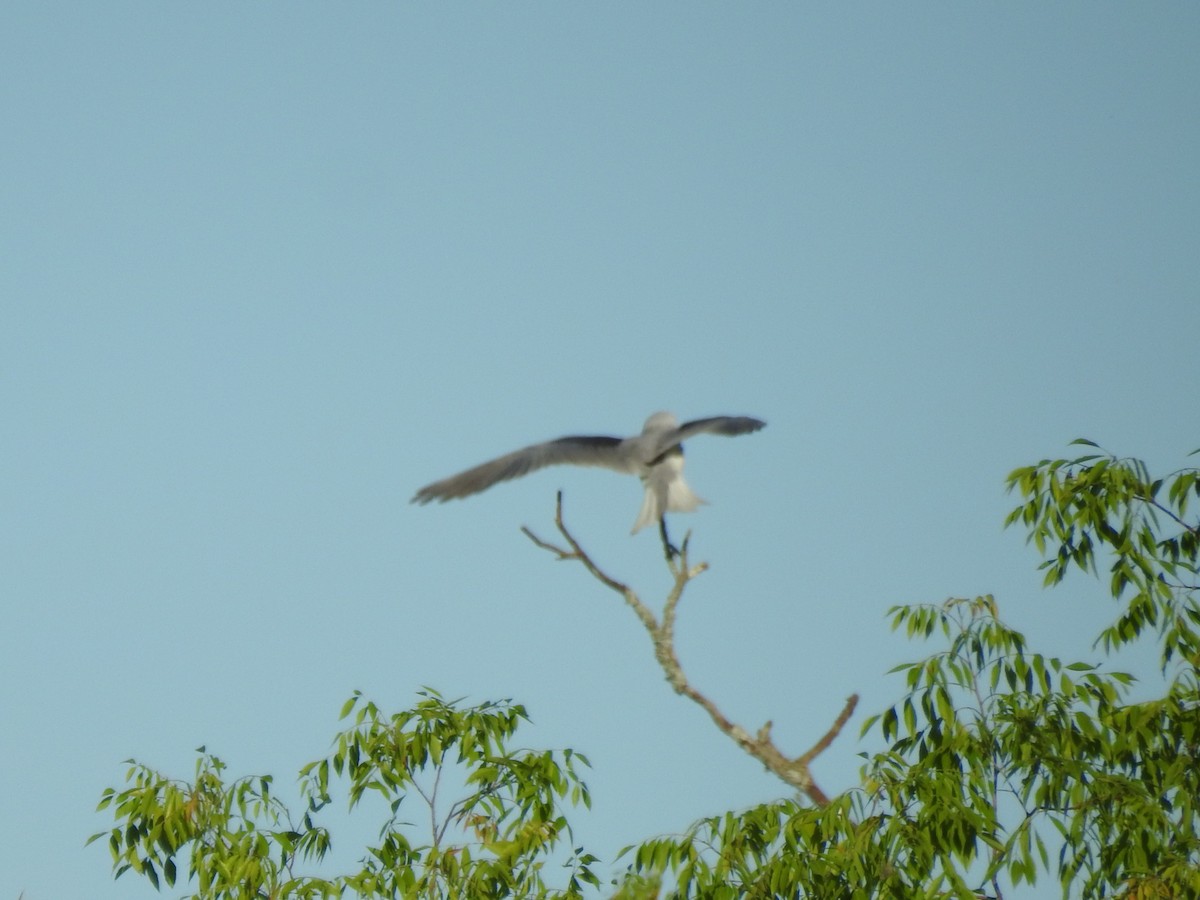 White-tailed Kite - ML615239835