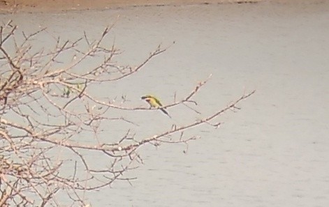 Blue-tailed Bee-eater - ML615239838