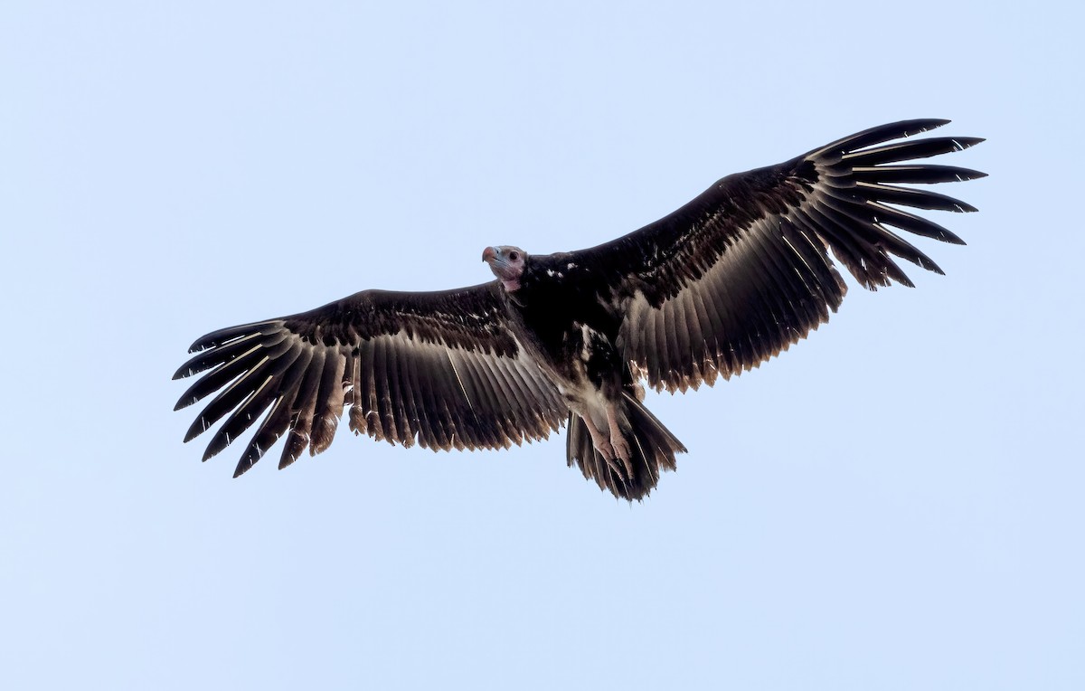 White-headed Vulture - ML615239946