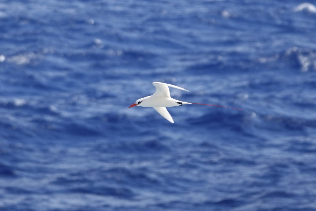 Red-tailed Tropicbird - ML615240013