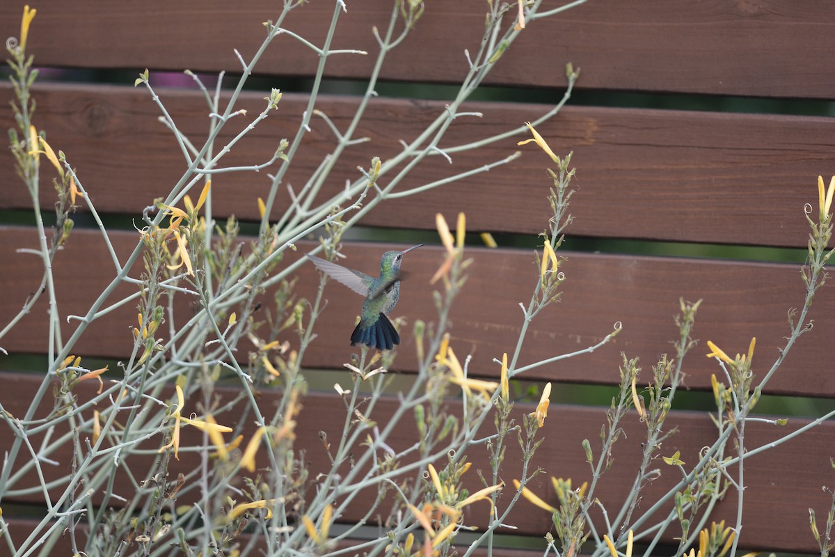 Broad-billed Hummingbird - ML615240086