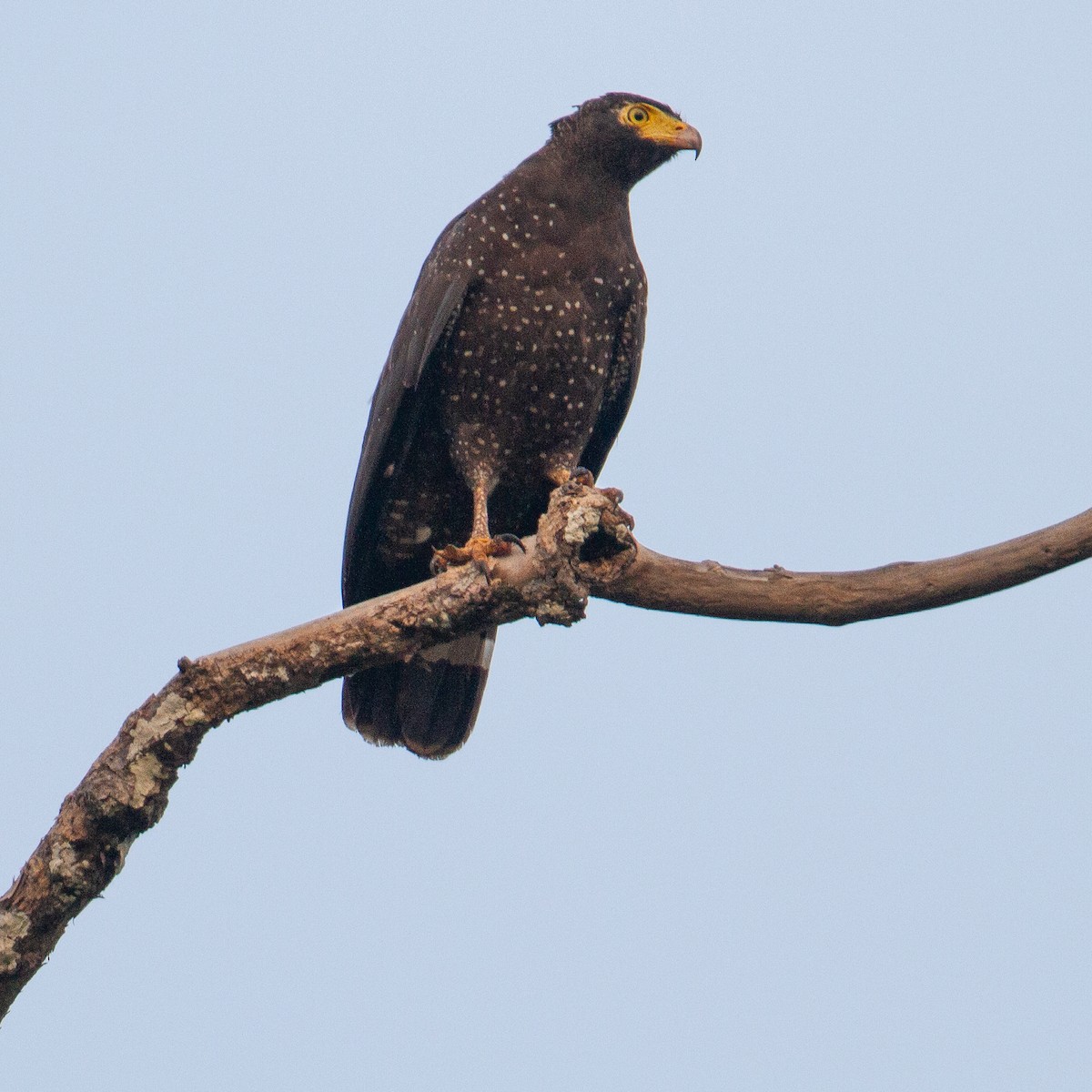 Andaman Serpent-Eagle - ML615240175