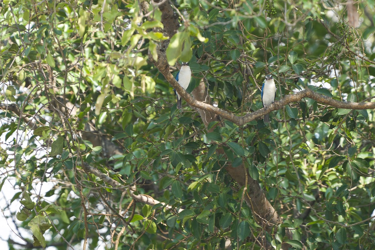 Collared Kingfisher (Oriental) - ML615240224