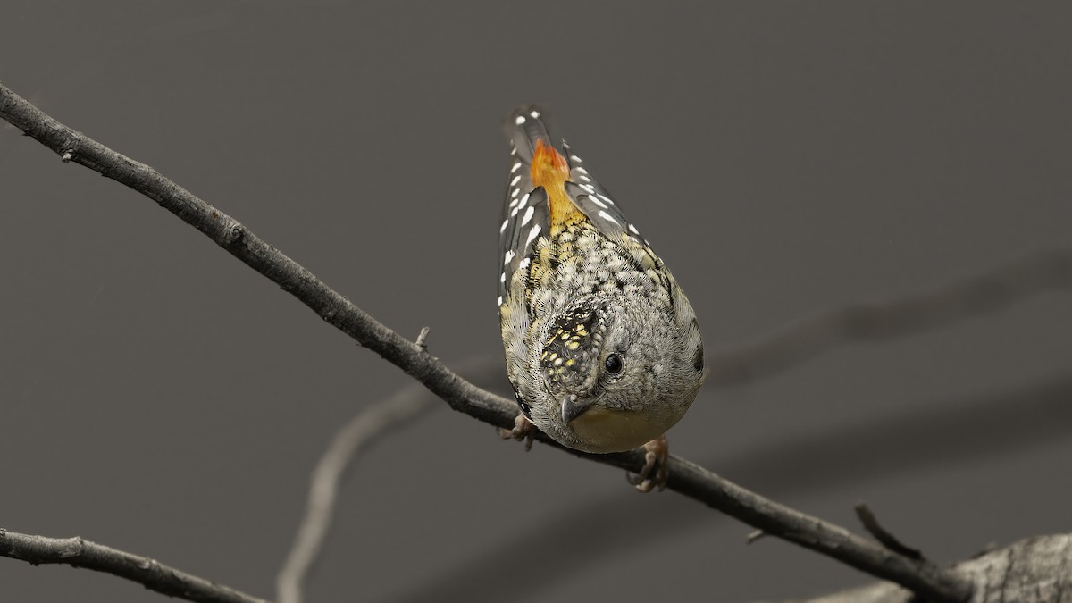 Spotted Pardalote (Yellow-rumped) - ML615240226