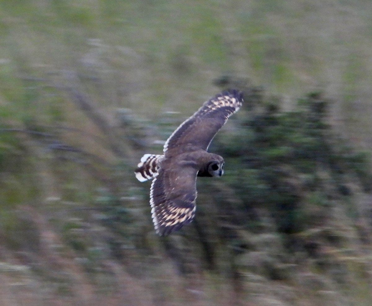 Marsh Owl - ML615240325