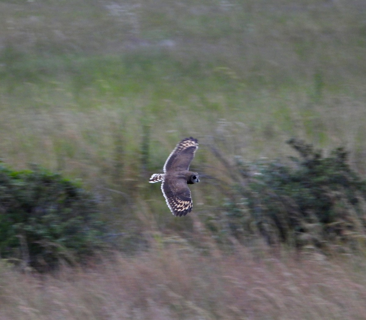 Marsh Owl - ML615240326