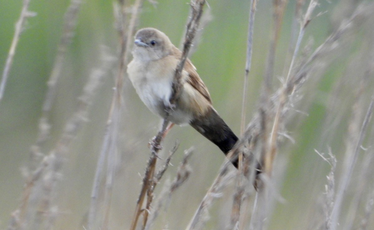 Fan-tailed Grassbird - ML615240362