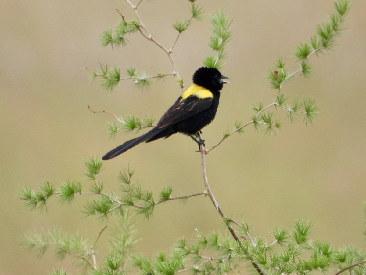 Yellow-mantled Widowbird - ML615240367