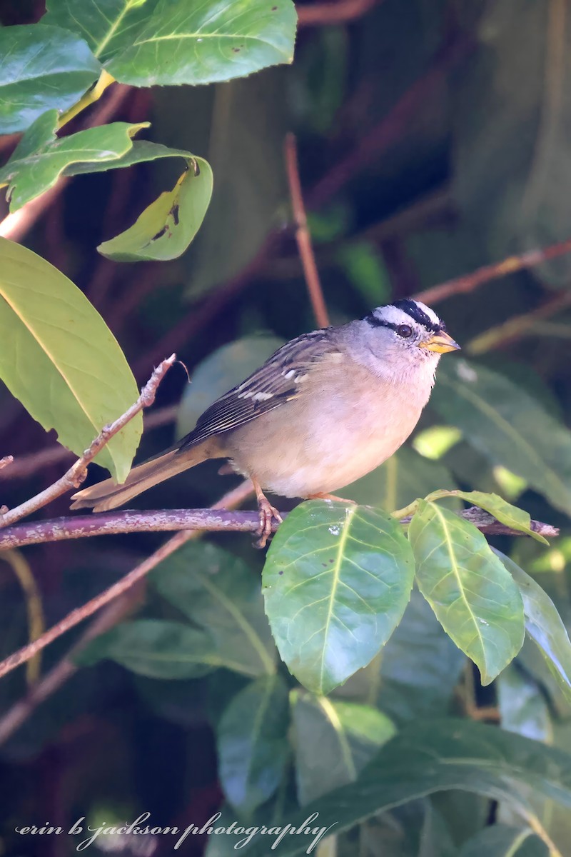White-crowned Sparrow - ML615240399