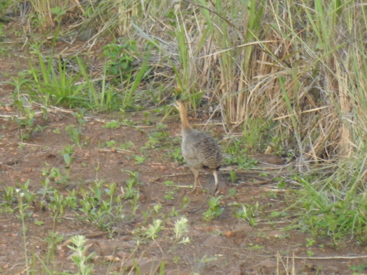 Red-winged Tinamou - ML615240406