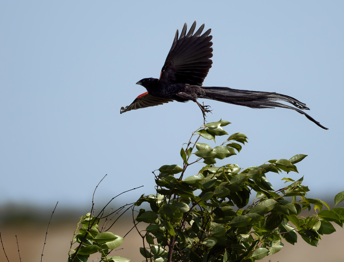 Long-tailed Widowbird - ML615240540