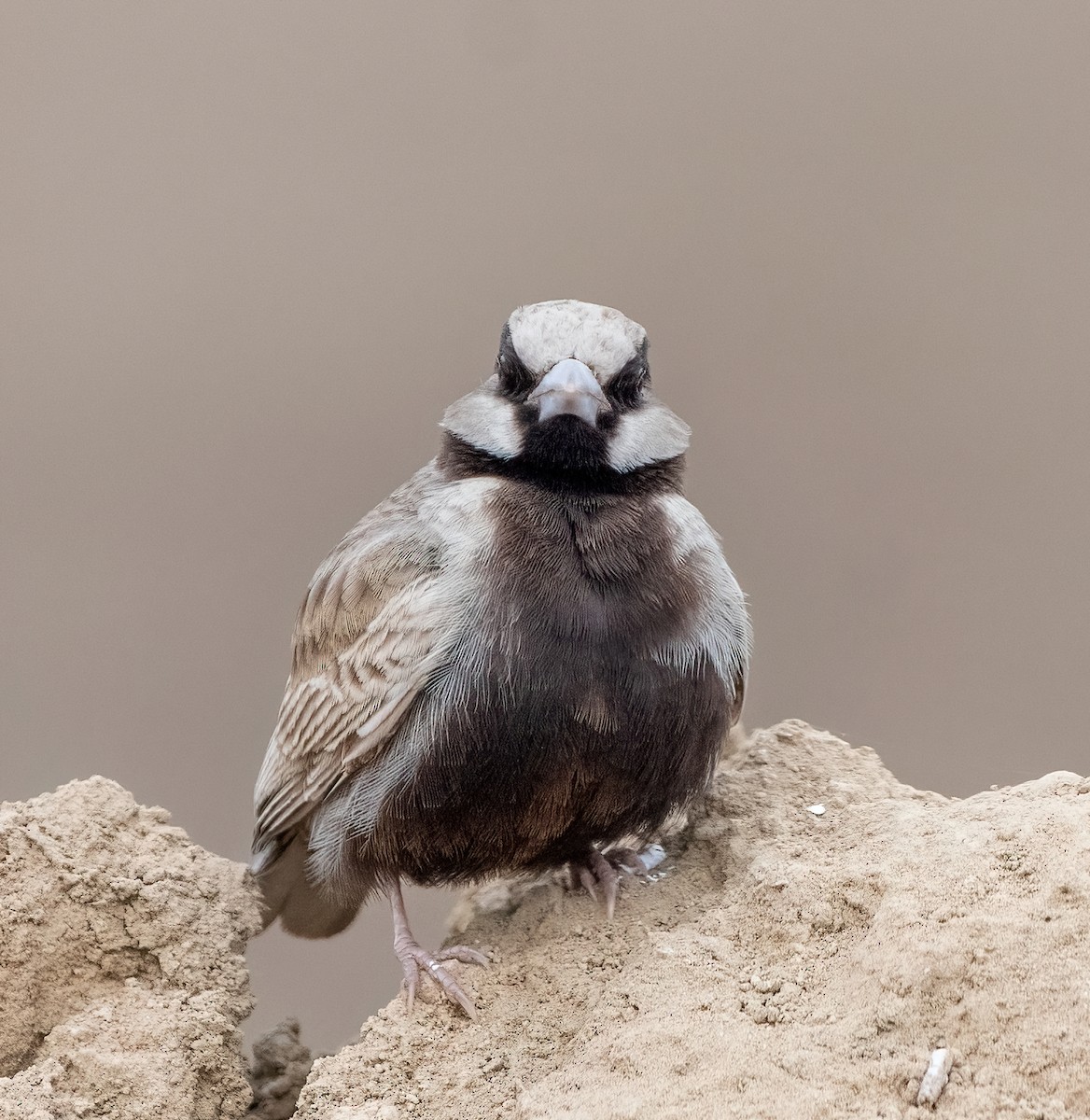 Ashy-crowned Sparrow-Lark - ML615240626