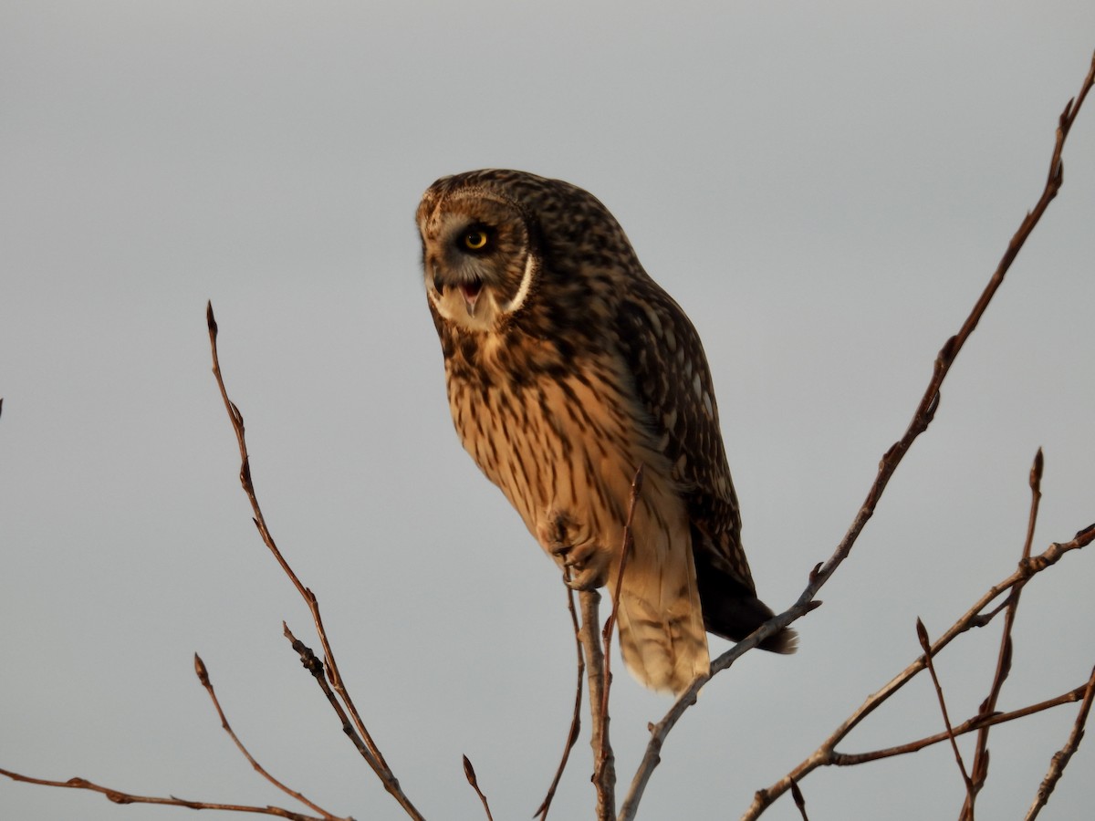 Short-eared Owl - ML615240666