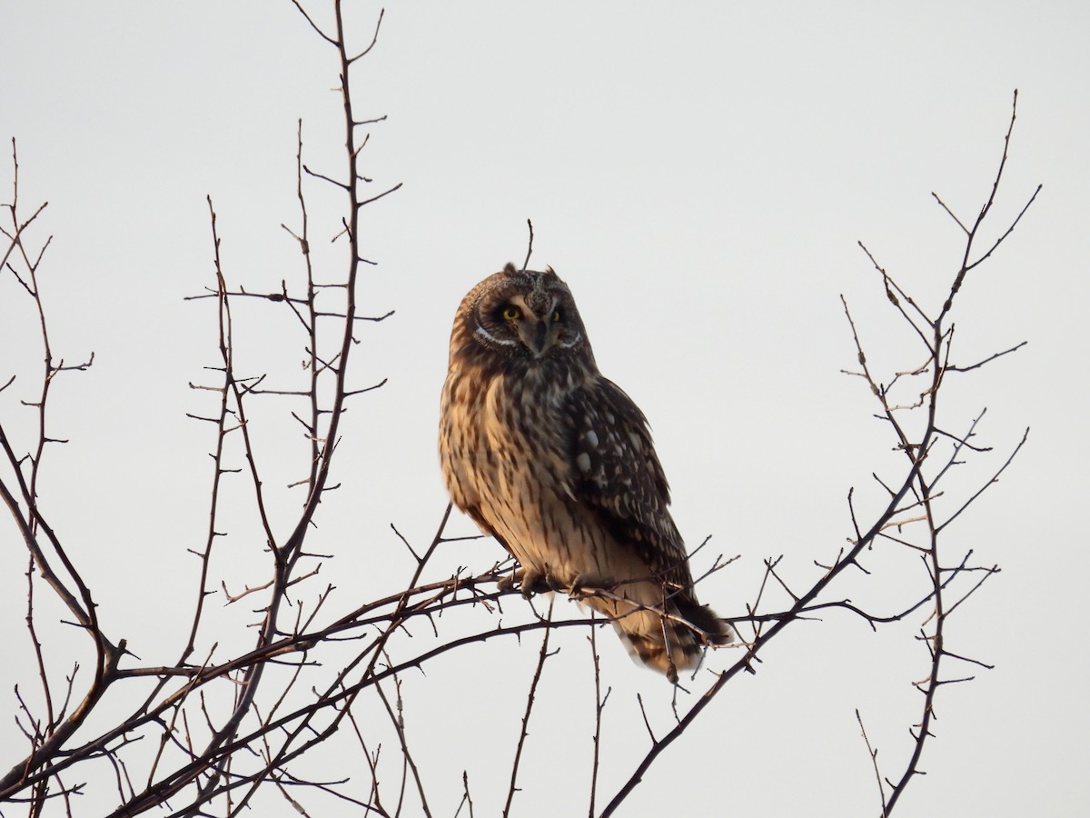 Short-eared Owl - ML615240667