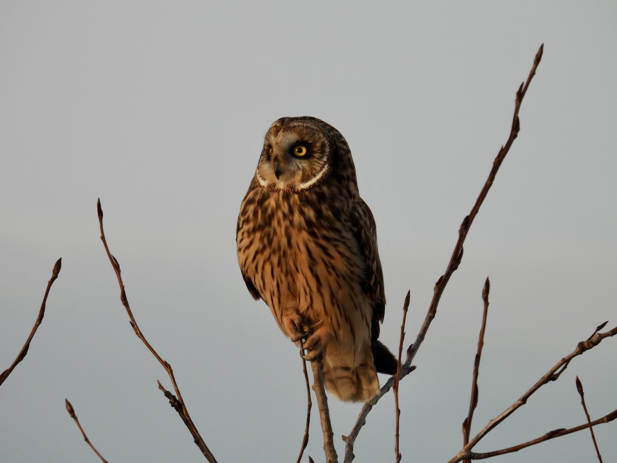 Short-eared Owl - ML615240668