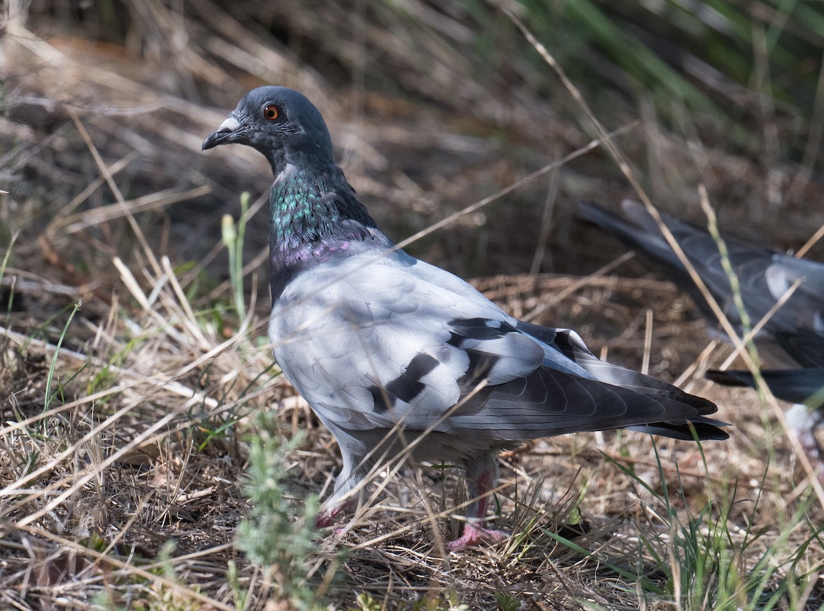 Rock Pigeon (Feral Pigeon) - ML615240739