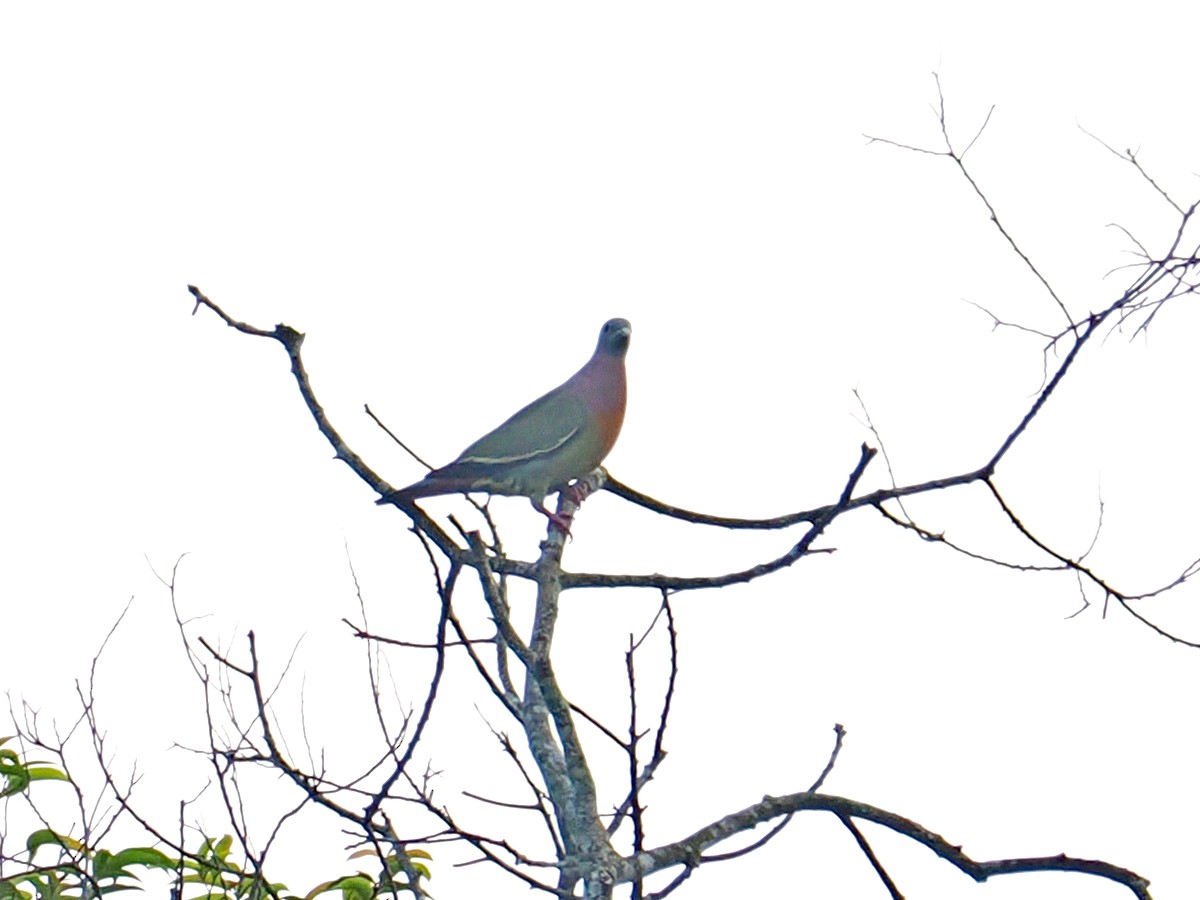 Pink-necked Green-Pigeon - ML615240871