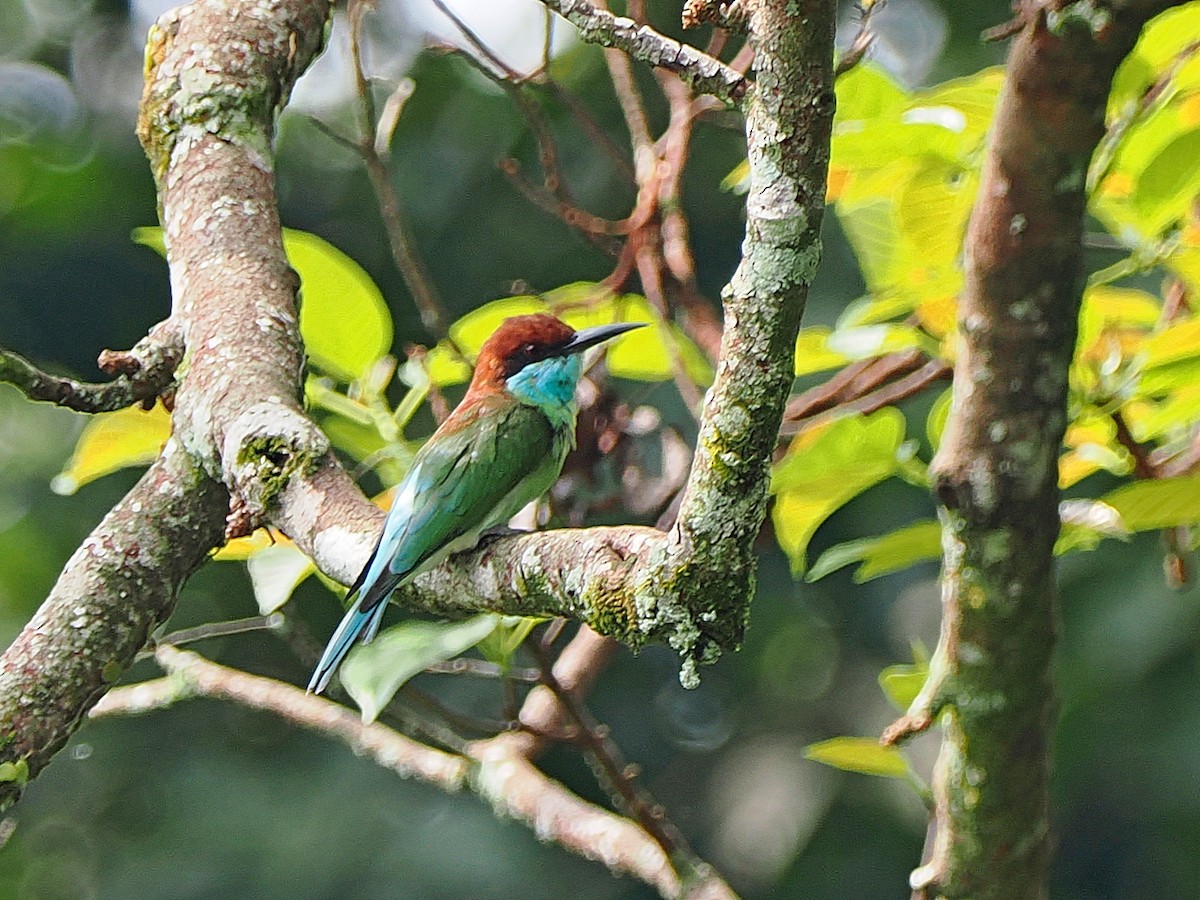 Blue-throated Bee-eater - ML615240887