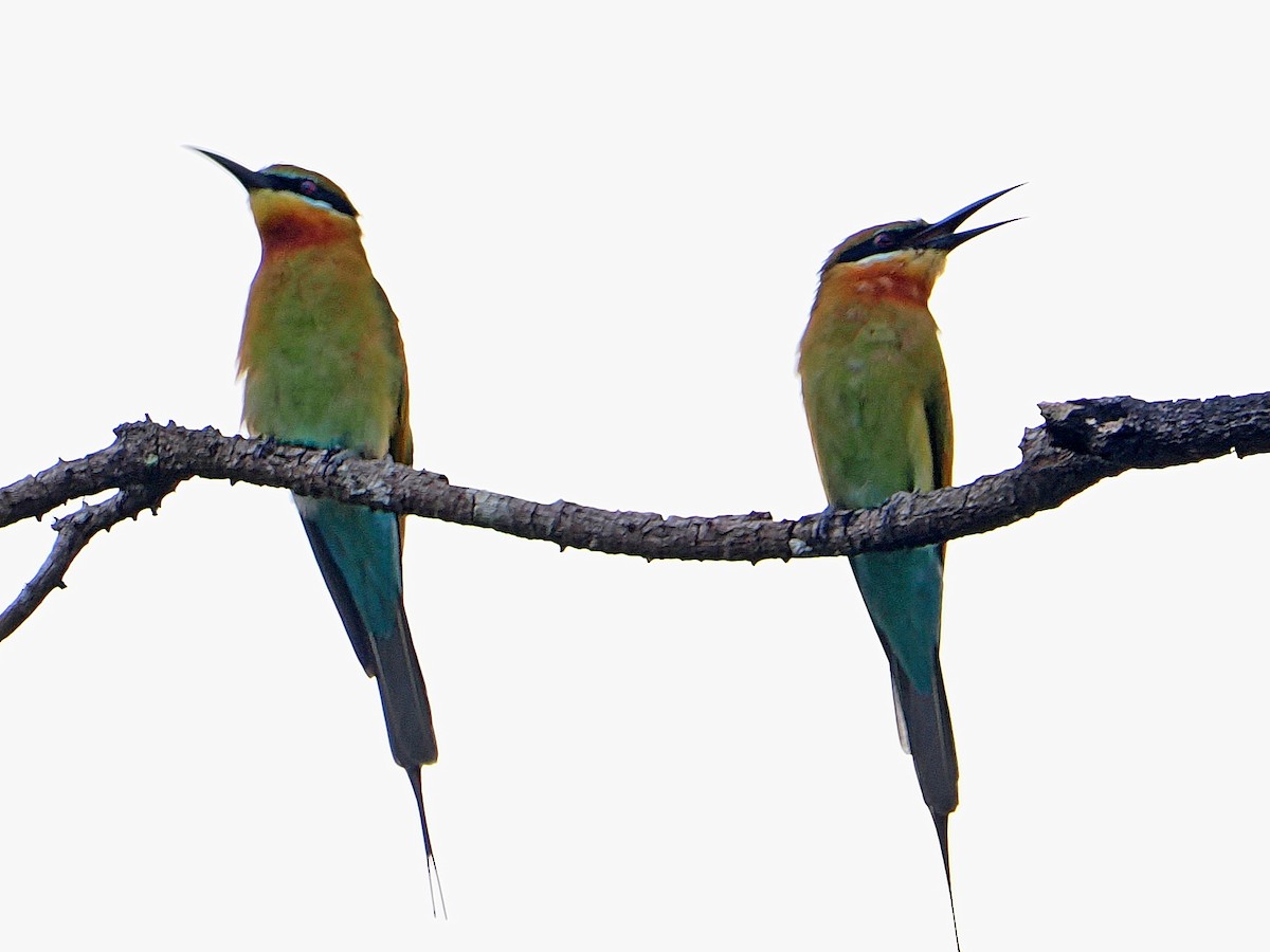 Blue-tailed Bee-eater - ML615240893