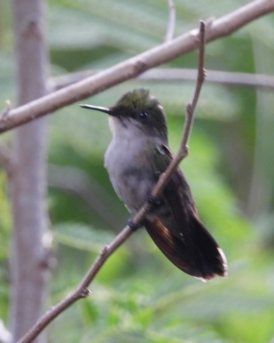 Antillean Crested Hummingbird - ML615240903