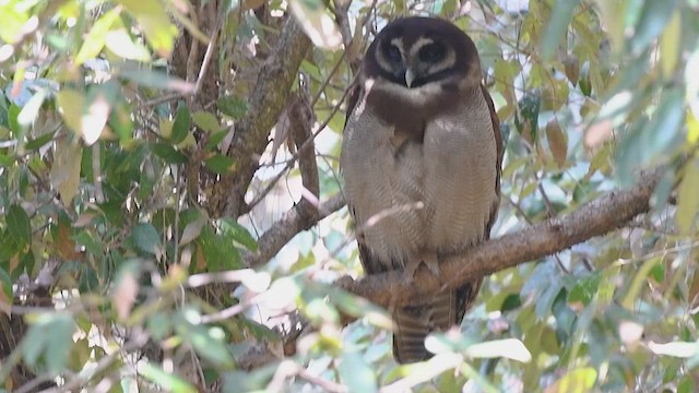 Brown Wood-Owl - ML615240918