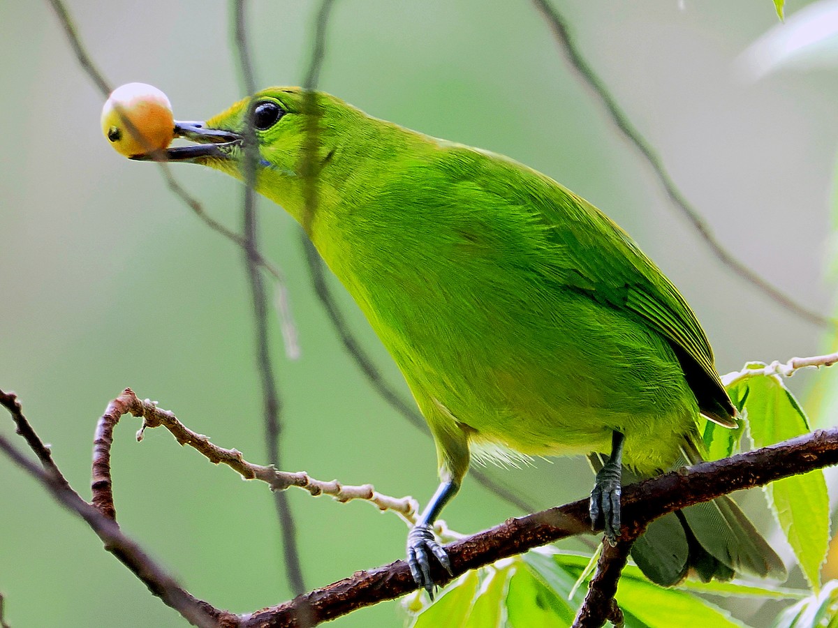 Greater Green Leafbird - Sue Chew Yap