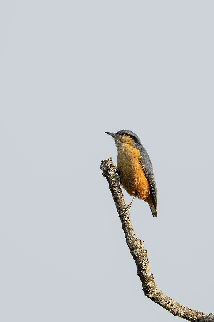 White-tailed Nuthatch - ML615240942