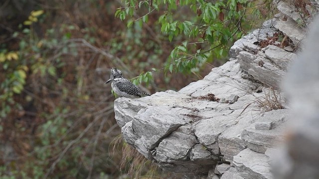 Crested Kingfisher - ML615241115
