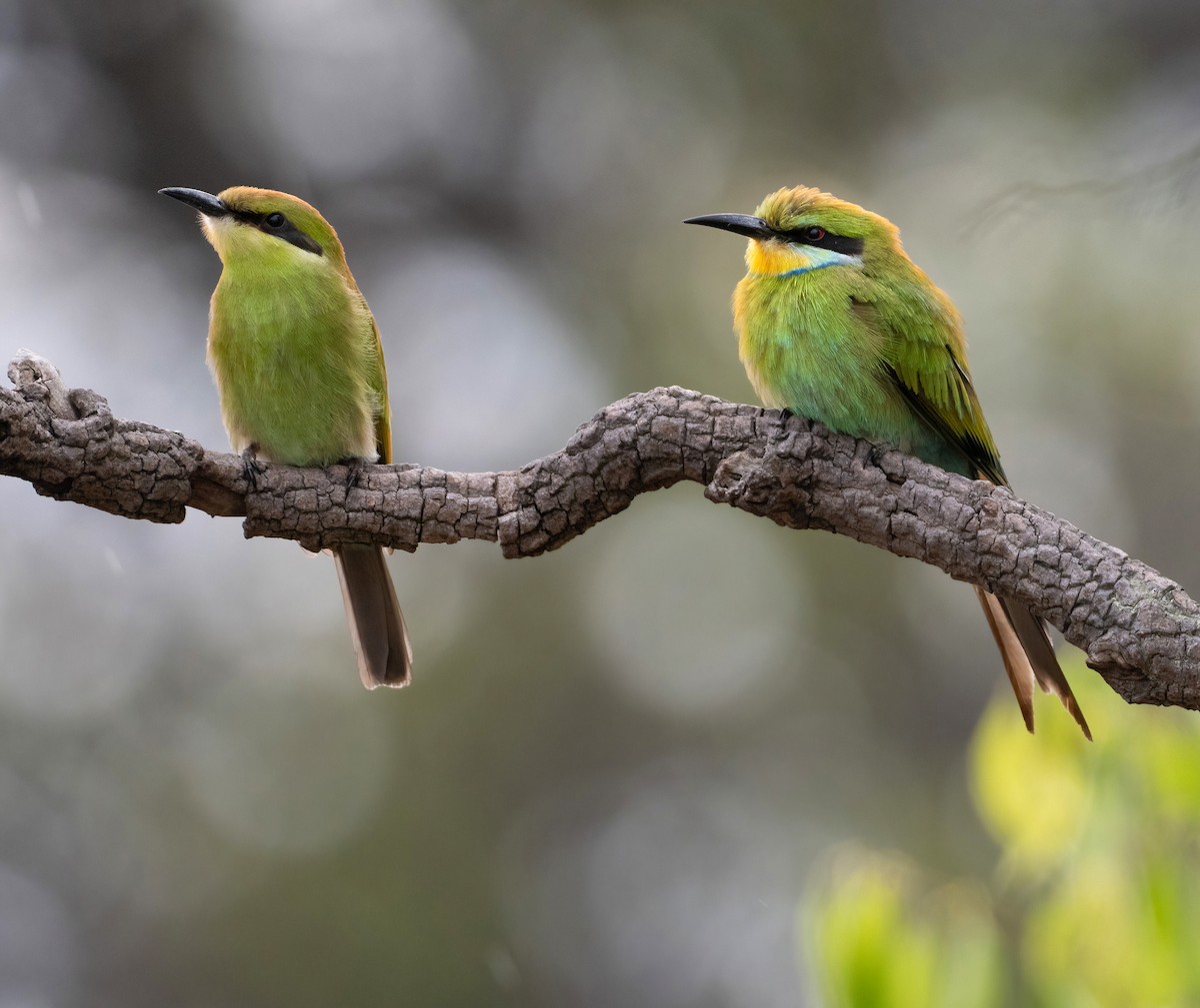 Swallow-tailed Bee-eater - ML615241141