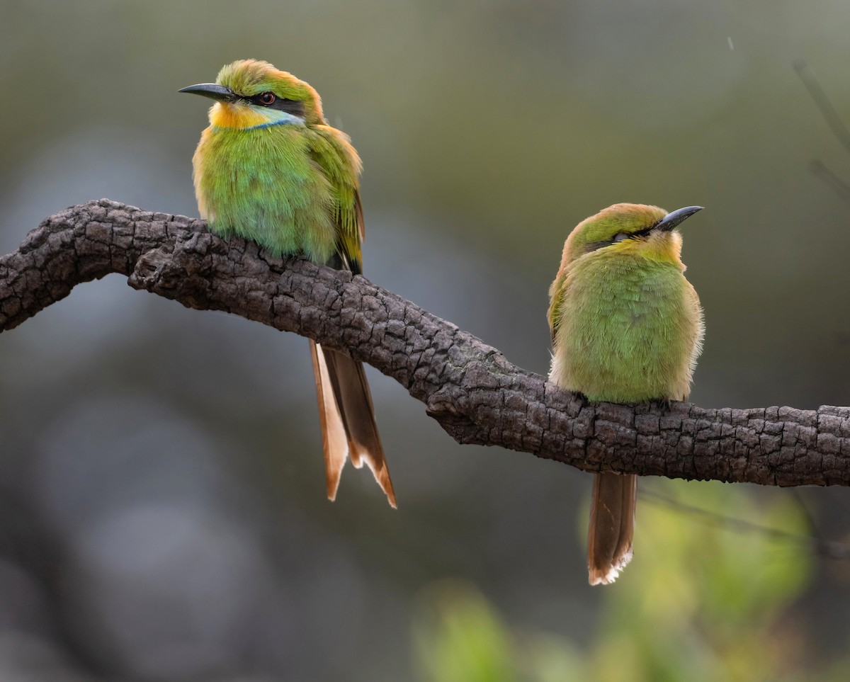 Swallow-tailed Bee-eater - ML615241142