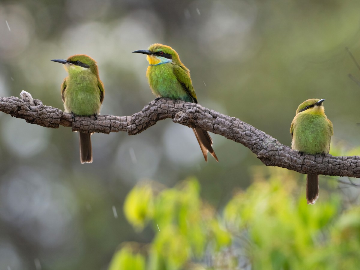 Swallow-tailed Bee-eater - ML615241143