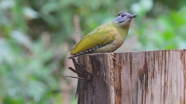 Gray-headed Woodpecker - ML615241144