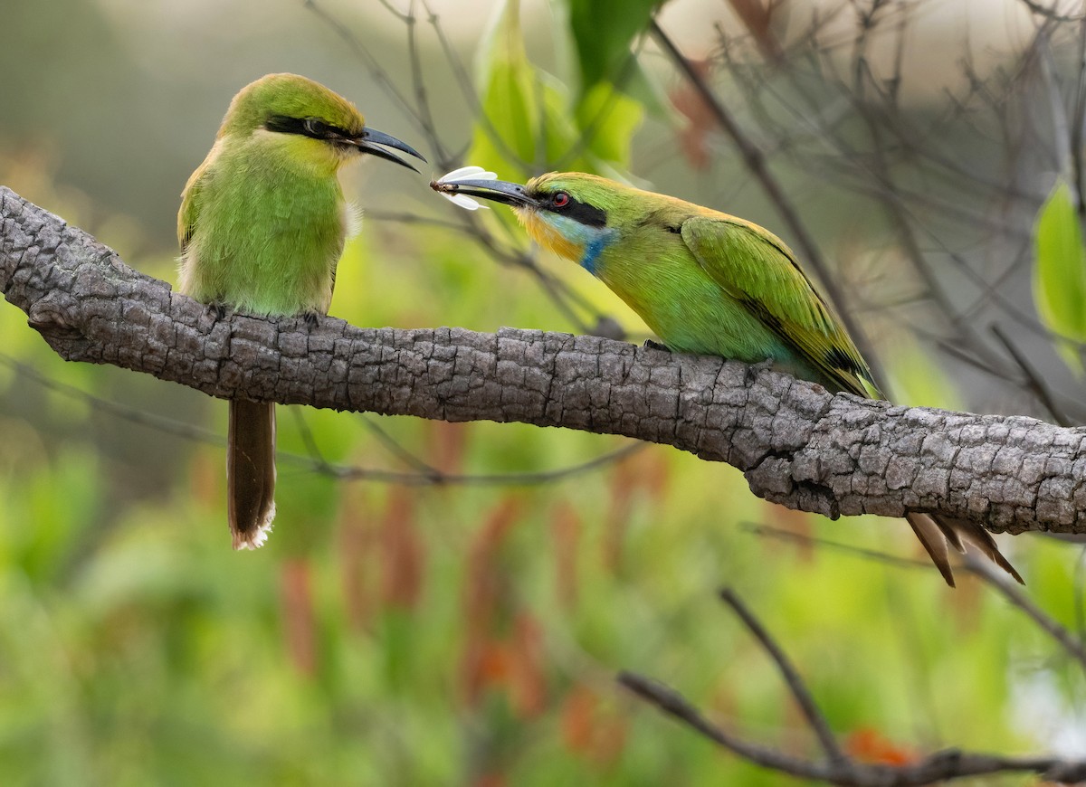 Swallow-tailed Bee-eater - ML615241164