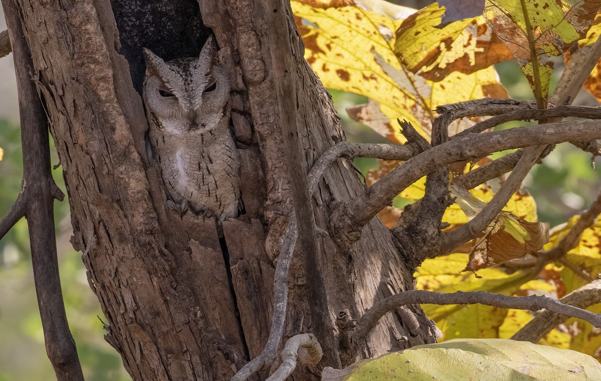 Indian Scops-Owl - ML615241185