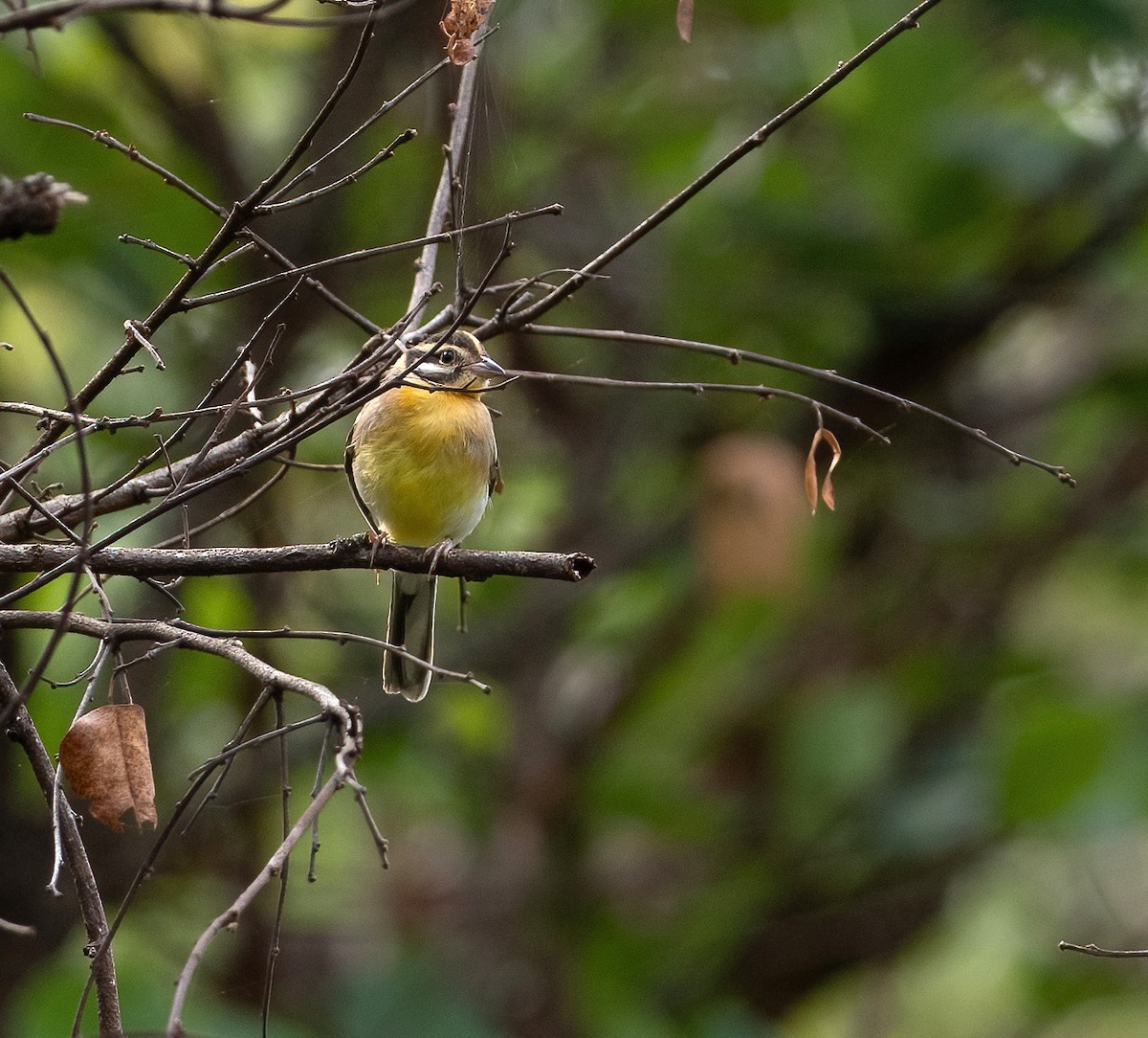 Golden-breasted Bunting - ML615241201