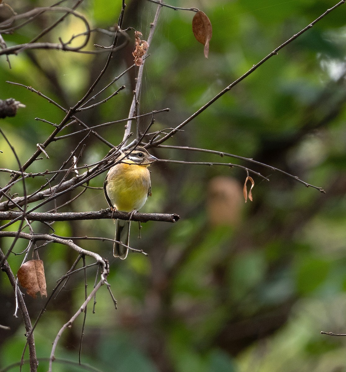Golden-breasted Bunting - ML615241202