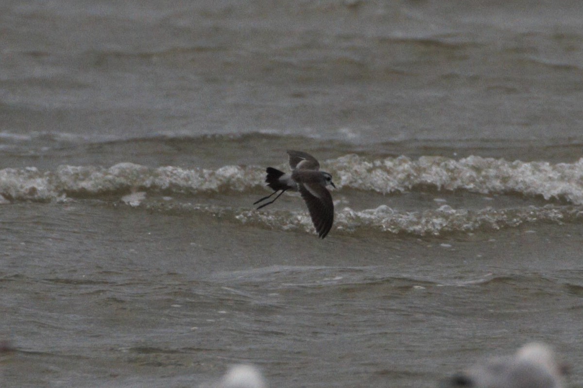 White-faced Storm-Petrel - ML615241323