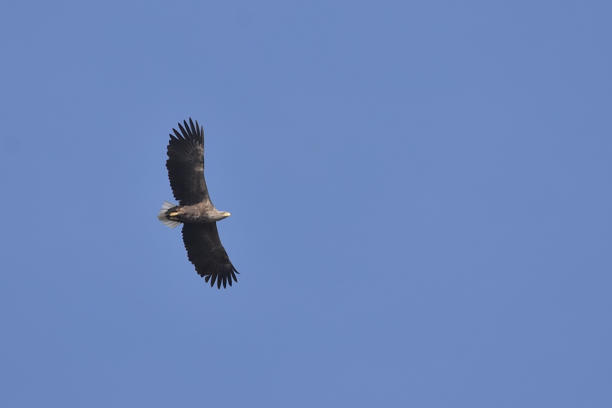 White-tailed Eagle - ML615241484