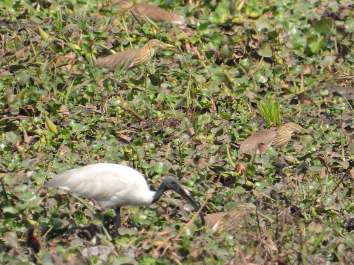 Indian Pond-Heron - ML615241530