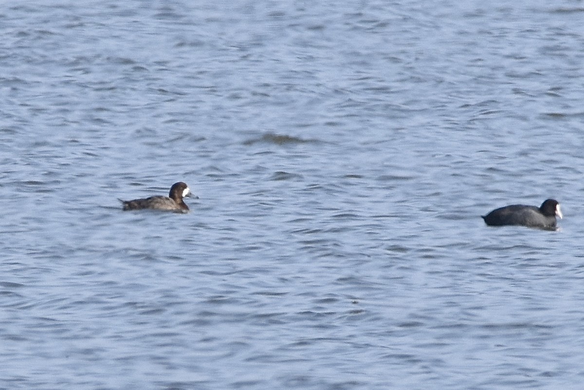 Greater Scaup - ML615241630