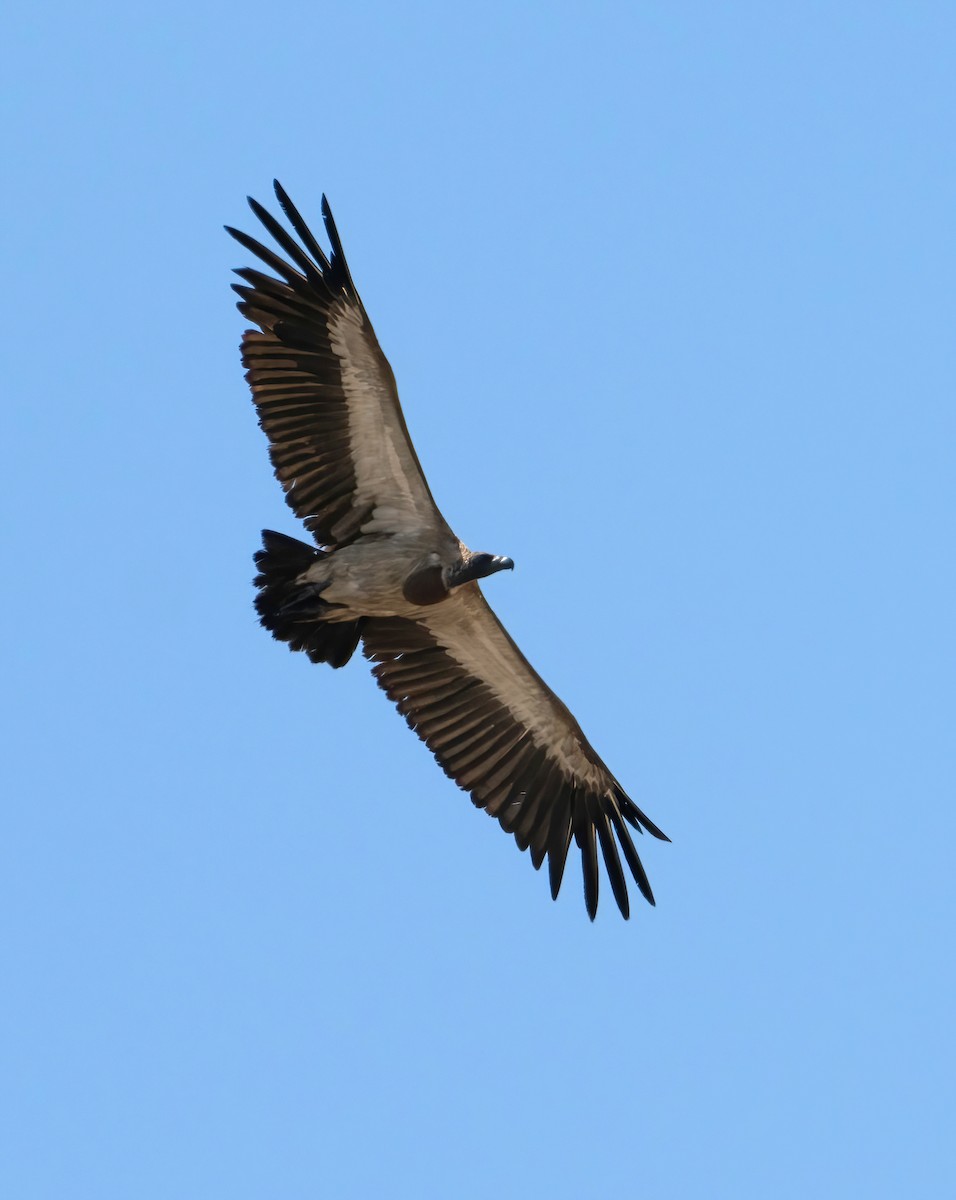 White-backed Vulture - ML615241755