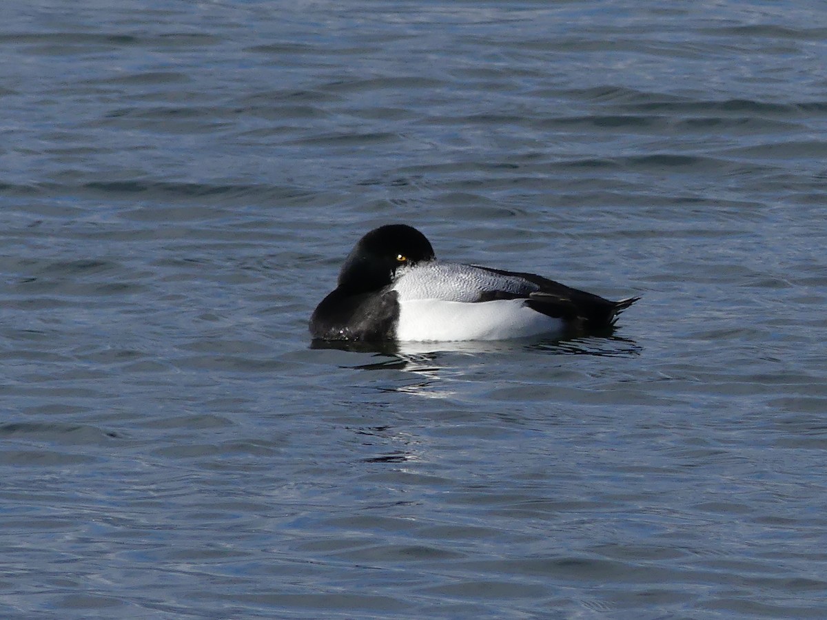 Greater Scaup - ML615241757