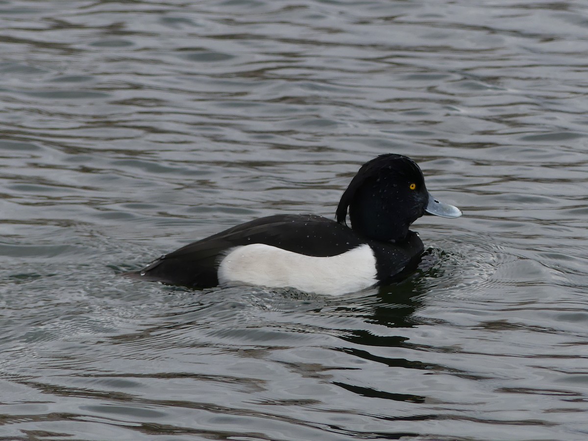Tufted Duck - ML615241761