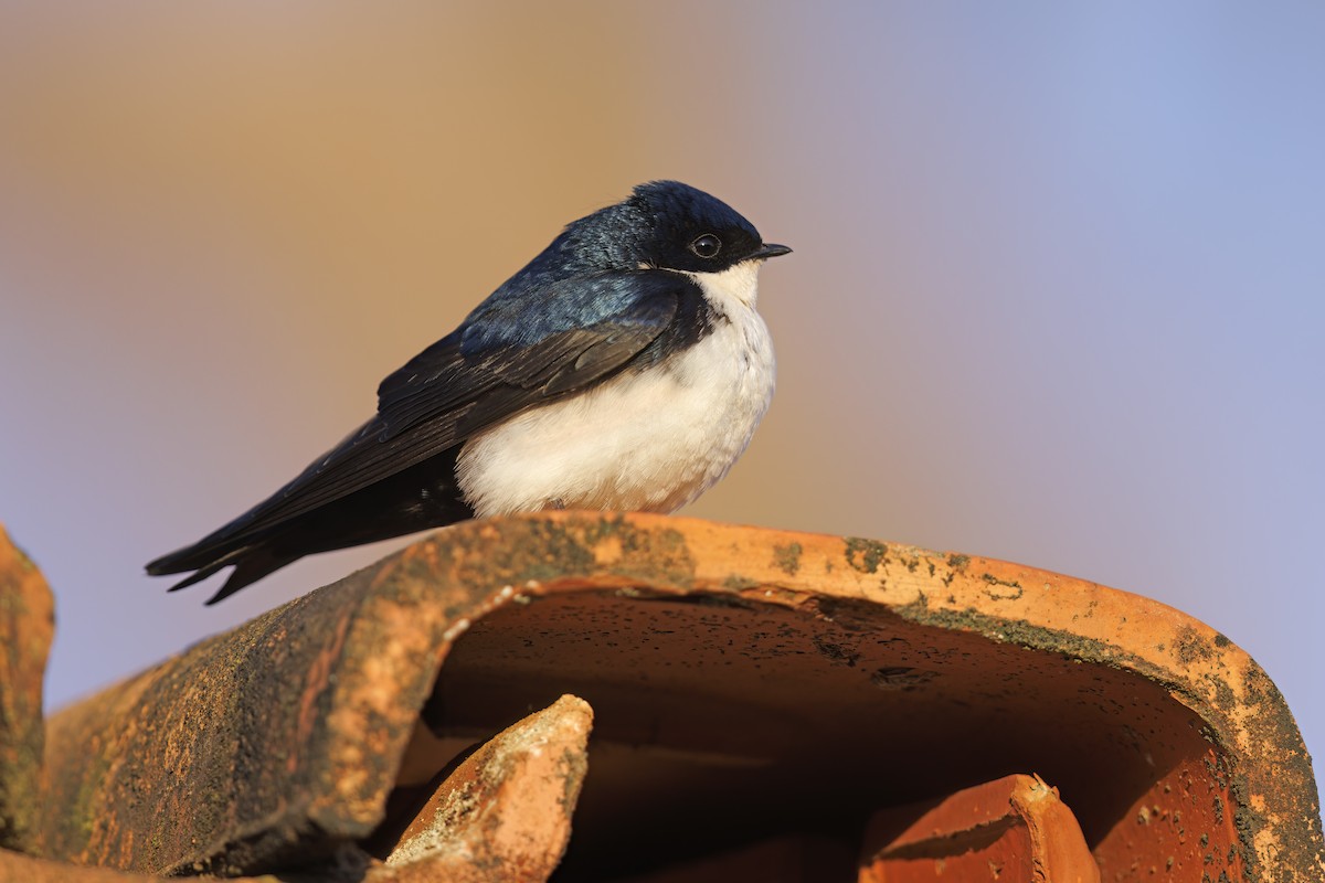 Blue-and-white Swallow - ML615241796